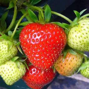 Christine Strawberries (Fragaria x ananassa Christine)